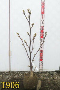 yIׂ錻izN@c؁@TCY @60cm`