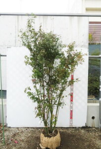 yizCn~W@c؁@@劔@1.9m@N845sV΂̗ƍgty߂c؁t