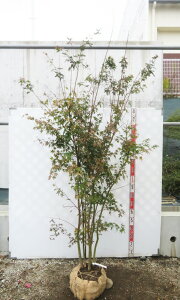 yizCn~W@c؁@@劔@2m@N847sV΂̗ƍgty߂c؁t