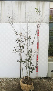 yi/11062zEXxjiccoLiVmLEsNj@c؁@(3{)@1.8m