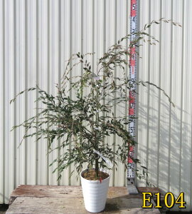 yIׂ錻izցicoLjJA@GiJXP[h@c؁@7A