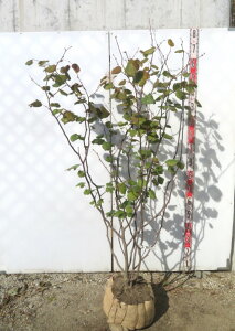 yiz}omL@@c؁@1.5m@F531