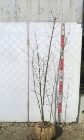 【現品発送】アオダモ　特大　本株立ち　苗木　樹高約1.6m　N512