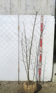 yizAI_@@{@c؁@1.6m@N512