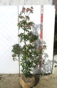 yiz\S@c؁@@iXj@1.4m@G221sV{c[ɍœKȕc؁@A؁@؁t