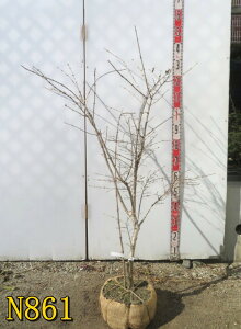 yIׂ錻iz_yiEOCXJOj c؁@ԁ@90cm`@sN