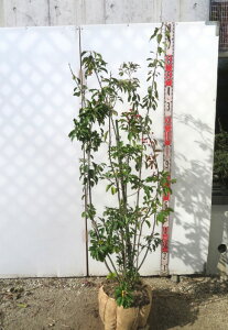 yi/G139z\S@c؁@@iXj1.3msV{c[ɍœKȕc؁@A؁@؁t