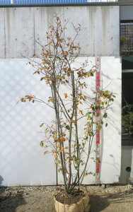 �y���i�����z�W���[���x���[�@���}���L�[�@�c�؁@������1.9m�yG309�z