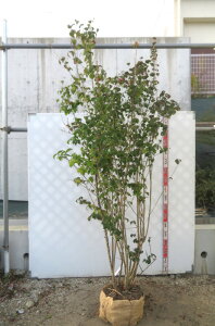 yizIgRE]@c؁@@@2.1m@111603