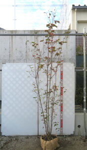 yiz}{EV(R@t)@c؁@ ԁ@@2.3m yE701z