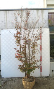 yizPV̖(qVmL)@2m@@@c؁@110608