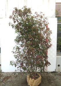 yizΎR@ti΃}{EV)@zRGVX@ @c؁@1.7m@P8191