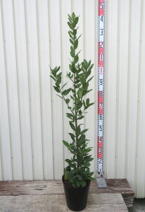 jiQbPCWj i[E[Gj@c؁@7