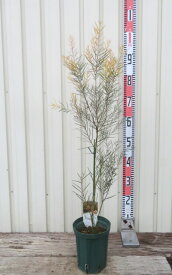 アカシア　フェニックスゴールド　苗木　5号鉢植え