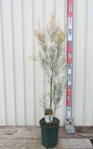 AJVA@tFjbNXS[h@c؁@5A