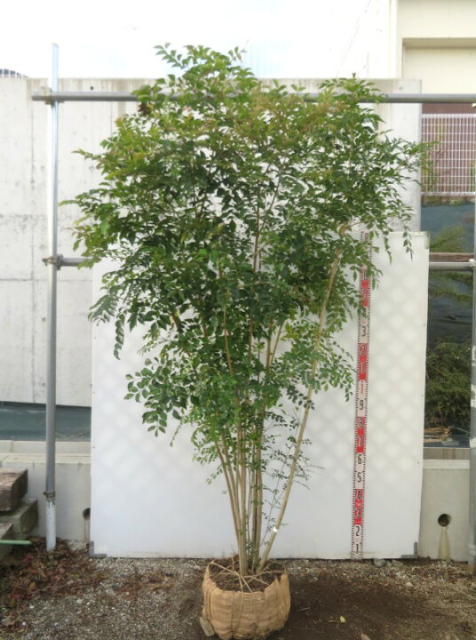 楽天市場】【現品発送】シマトネリコ 株立ち 苗木 樹高2m【Q852 