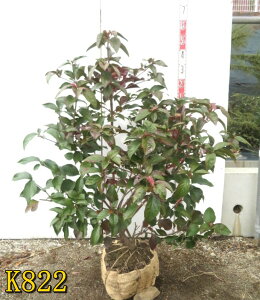 yIׂ錻iznNT{N@@c؁@劔@100cm`