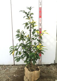 【現品/ウイルス斑入り】椿（ツバキ）西王母(セイオウボ)　苗木　樹高約90cm　T251