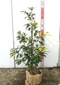 yi/ECXzցicoLj(ZCIE{)@c؁@90cm@T251