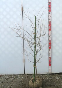 yi/F187zAI_itCAI_j@1.2m@ڂ؁@c