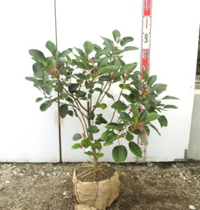 �y���i�z���h���C�A�@�c�؁@������60cm�@G111