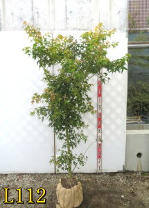 yIׂ錻izJc~W(jgt)@1.5m@gty߂c