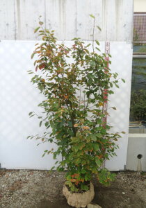 yizW[x[@@c؁@1.6m@G314