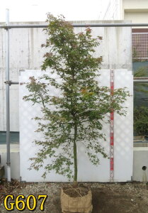 yIׂ錻iz`VI~W(gt)@c؁@1.9m`ygt@t@A؁z