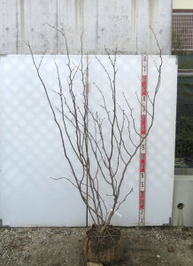 yiz}omL@@c؁@1.7m@F529