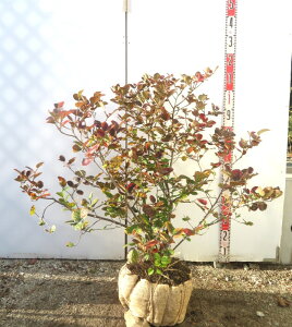 �y���i�����z���Ԗ���i�V���o�i�}���T�N�j�@�t�H�T�M���@�劔�@�c�؁@F521�@������80cm