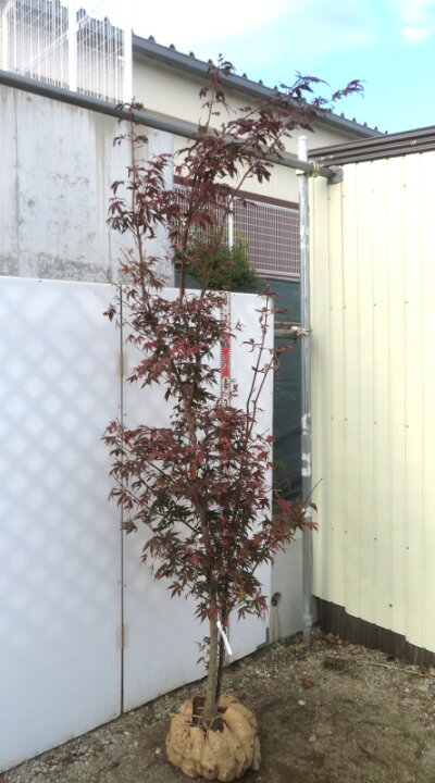 楽天市場】【現品発送】ノムラモミジ(野村紅葉) 苗木 樹高約2.2m P908 