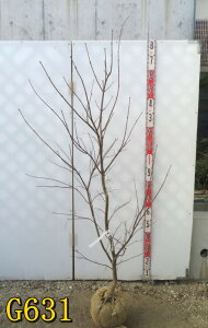 yizm~W(쑺gt)@c؁@1.6myG631z̃ANZgɍœKȕc؁@t@A؁@