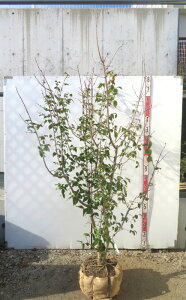 yiz}QcEoCiX~j劔@ c؁@1.6m@G522