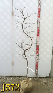 yIׂ錻izAJV_~W@(Ԏ}gt)@c؁@1.3m@V{c[ɃIXX@t