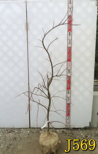 yIׂ錻izAJV_~W@(Ԏ}gt)@c؁@1.3m@V{c[ɃIXX@t