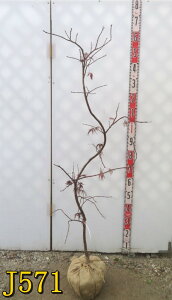 yIׂ錻izAJV_~W@(Ԏ}gt)@c؁@1.3m@V{c[ɃIXX@t