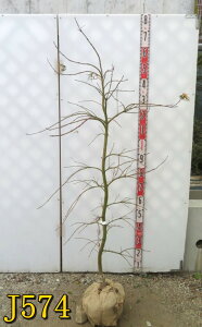 yIׂ錻izAIV_~W@}gt@c؁@1.3m