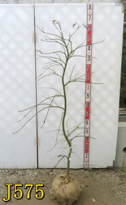 yIׂ錻izAIV_~W@}gt@c؁@1.3m