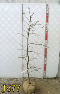 yIׂ錻izAIV_~W@}gt@c؁@1.3m