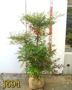 yIׂ錻izԓViAJiejc؁@1m`