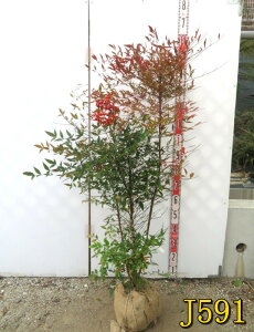 yIׂ錻izԓViAJiejc؁@1m`