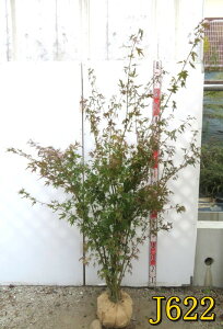 yIׂ錻izCn~W@@c @1.4m`