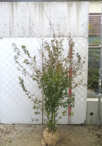 yizCn~W@c؁@@劔@1.6m@J624sV΂̗ƍgty߂c؁t