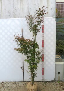 yizCn~W@@c؁@1.6m@J627 sV΂̗ƍgty߂c؁t