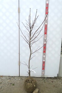 m~W(쑺gt)@c؁@1.2m@t@A؁@