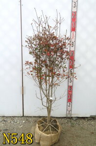 yIׂ錻izhE_ccW@c؁@90cmsԁAgt؁t