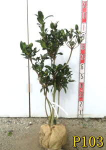 yIׂ錻izzRhE_ccW@sNVfA@c؁@70cm`