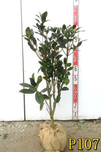 �y�I�ׂ錻�i�z�z���R���h�E�_���c�c�W�@�s���N�V�����f���A�@�c�؁@������70cm�`