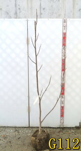 yIׂ錻izN@c؁@Ti@1.5m