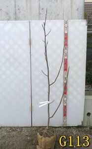 yIׂ錻izN@c؁@Ti@1.5m